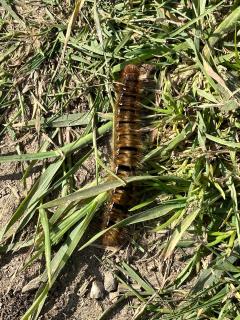 Local wildlife